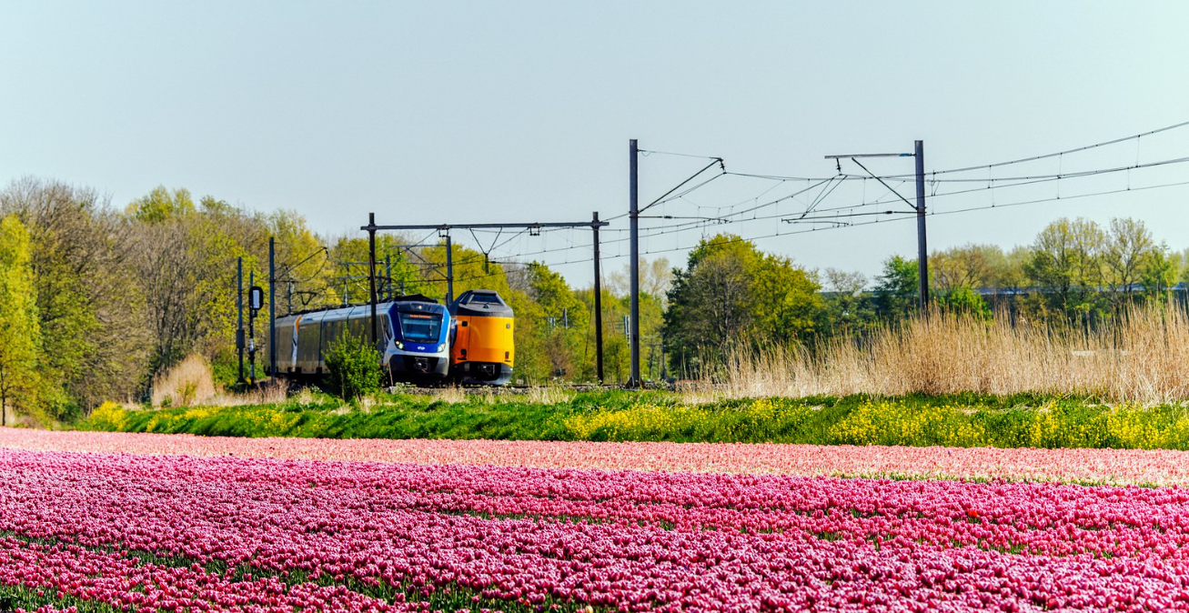 NS dutch trains in tulip field